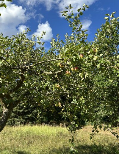 Obstwiese Verdura